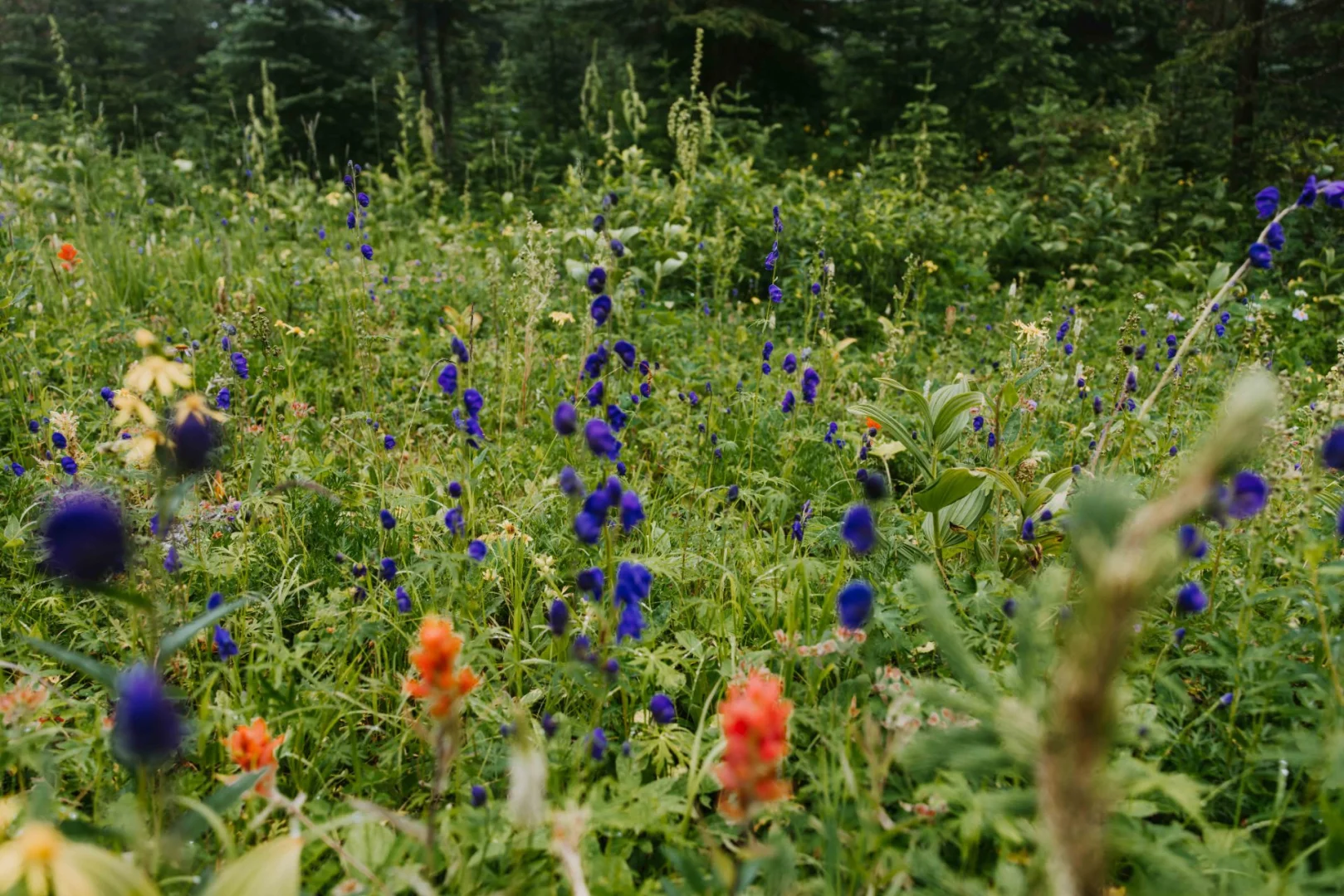 Moose Mountain Trail
