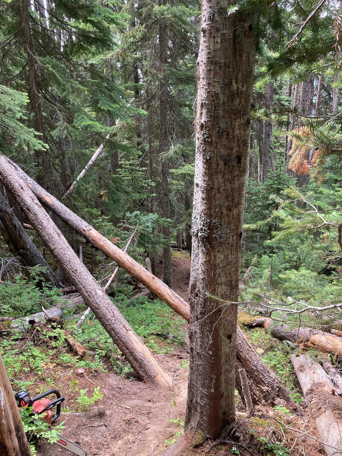 Piper Down - Lower