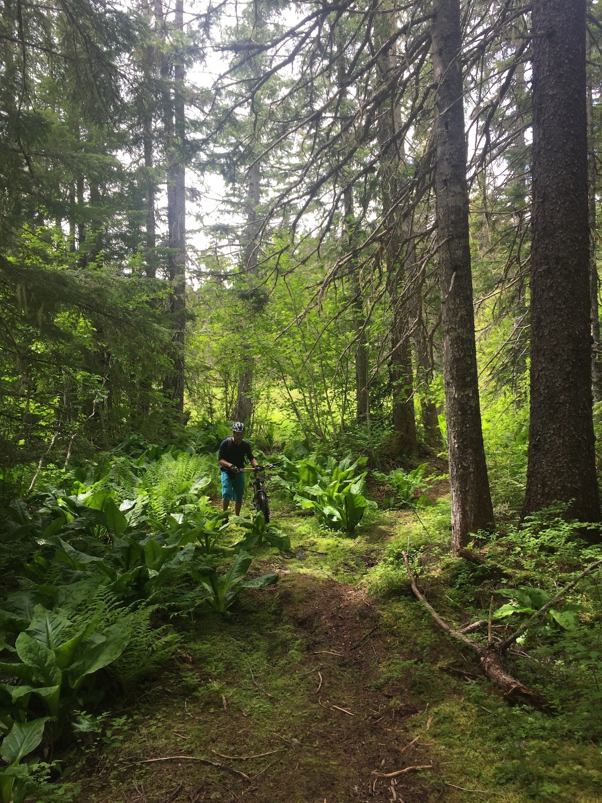 Oliver Creek Trail