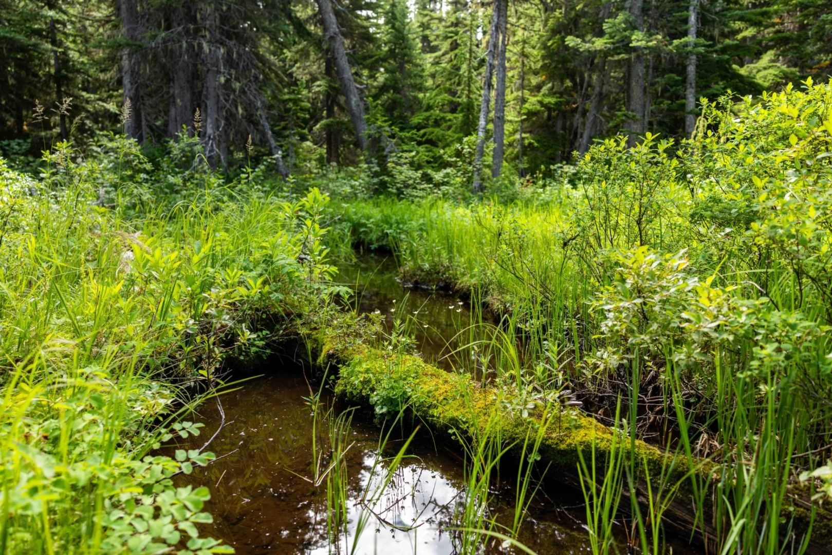 Caribou North Trail