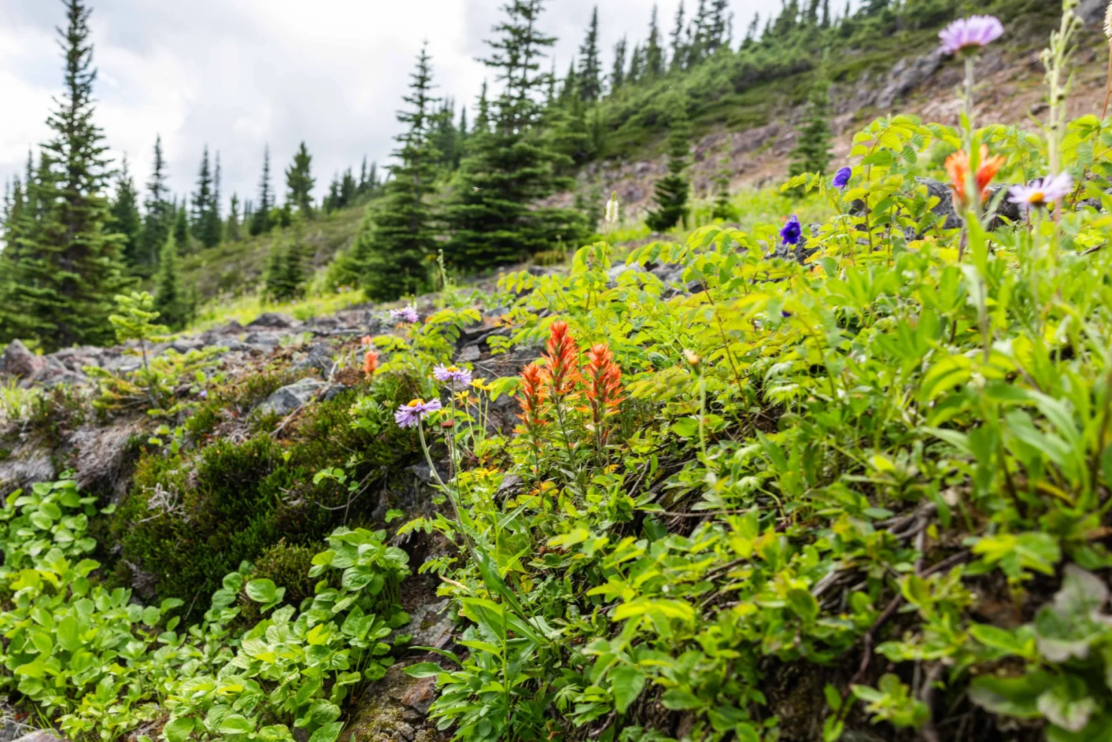 Caribou North Trail
