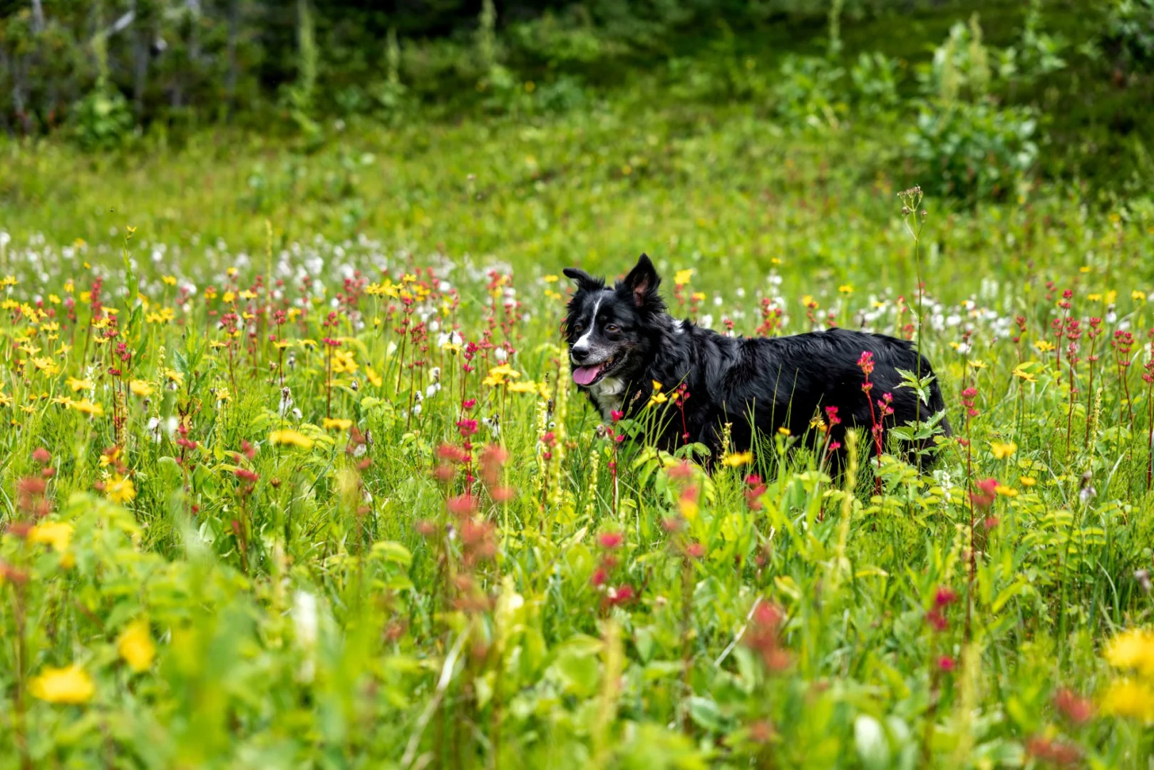 Caribou North Trail
